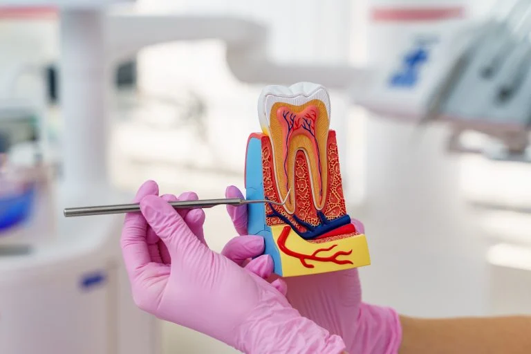 Hand holding a dental training model of a lower row of teeth